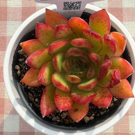 多肉植物  リエール苗  チェリーローズ