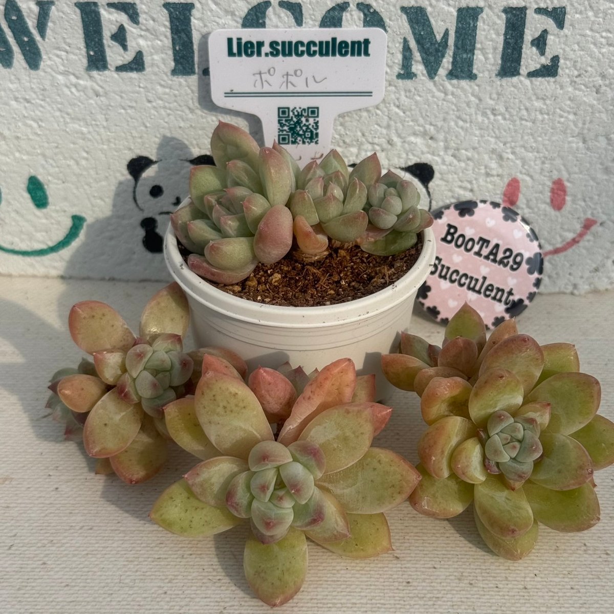 多肉植物 リエール苗 ポポル | BooTA29♡Succulent