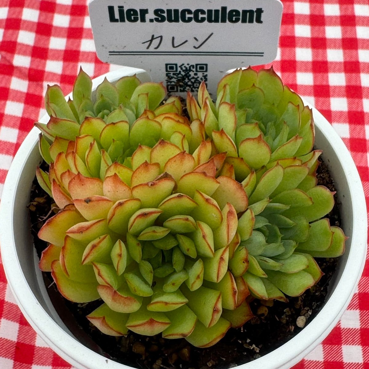 アマビレ 韓国苗 Lier苗 多肉植物 リエール エケベリア 多肉植物 リエール苗 カレン | BooTA29♡Succulent