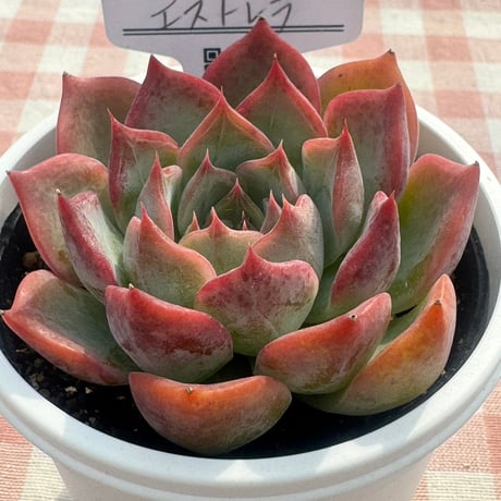 多肉植物   リエール苗   エストレラ