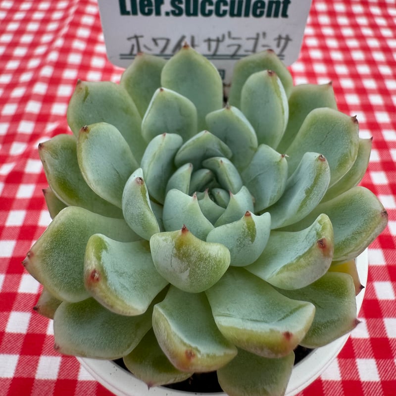 多肉植物 リエール苗 ホワイトザラゴーサ | BooTA29♡Succulent