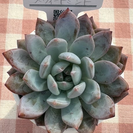 多肉植物  リエール苗  スウィートミント