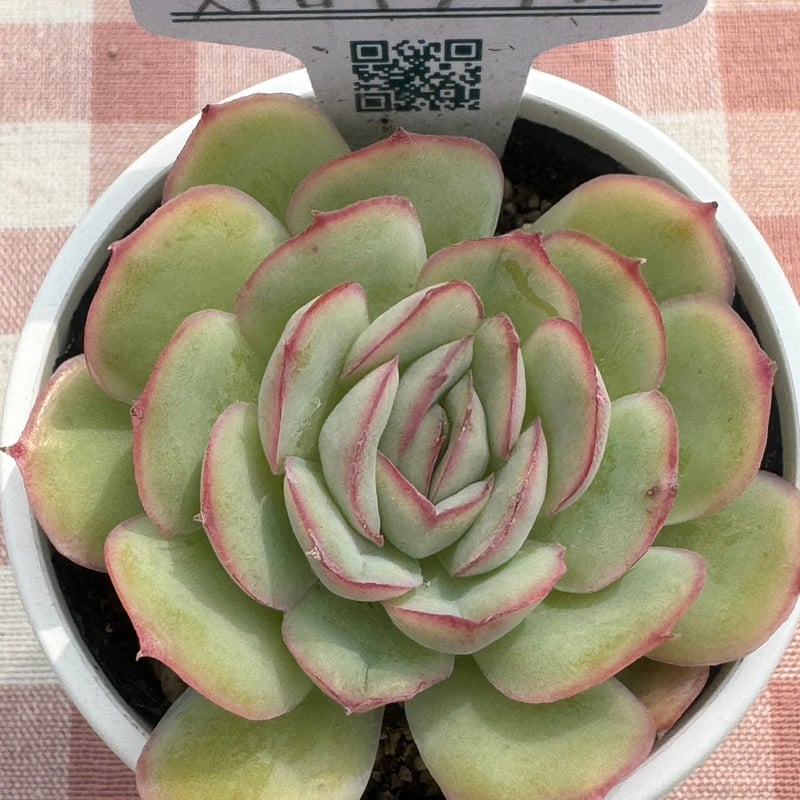 多肉植物 リエール苗 ストロベリーアイス | BooTA29♡Succulent