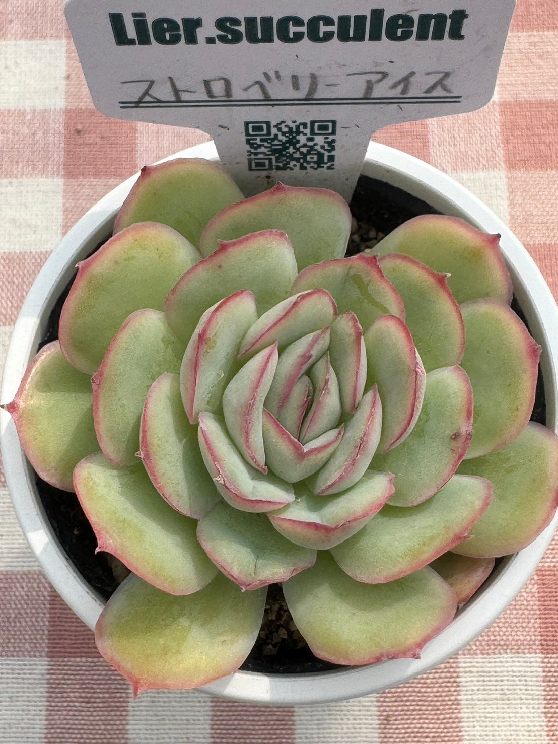 多肉植物 リエール苗 ストロベリーアイス | BooTA29♡Succulent