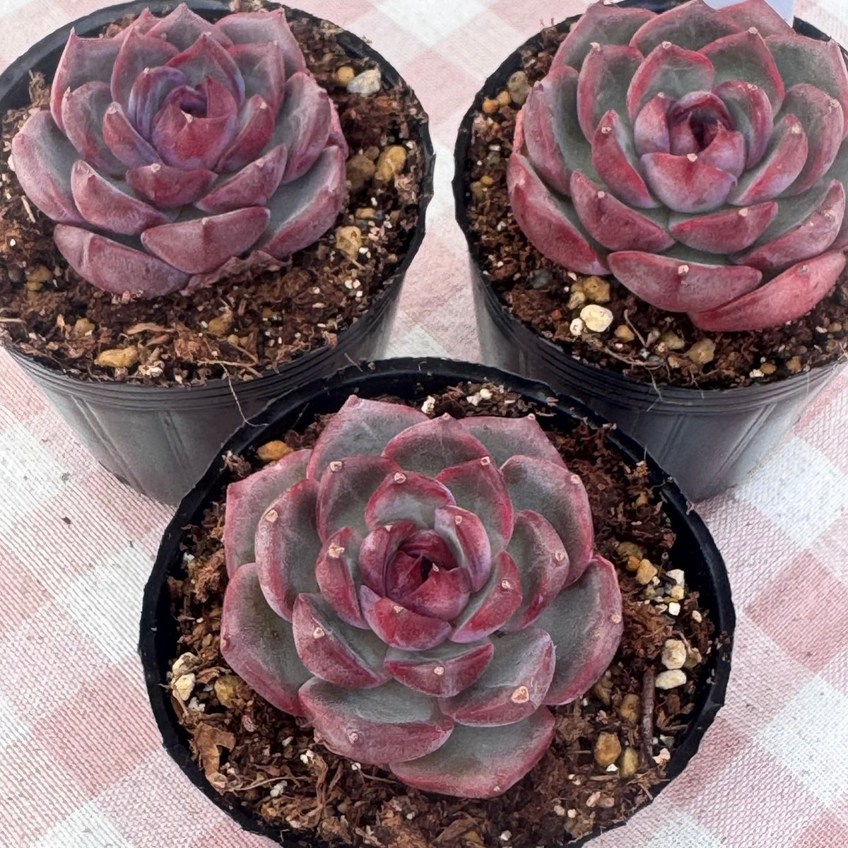 98.【札付き】イチボ シューイチさん苗 多肉植物 エケベリア fit=scale-down,w=1200