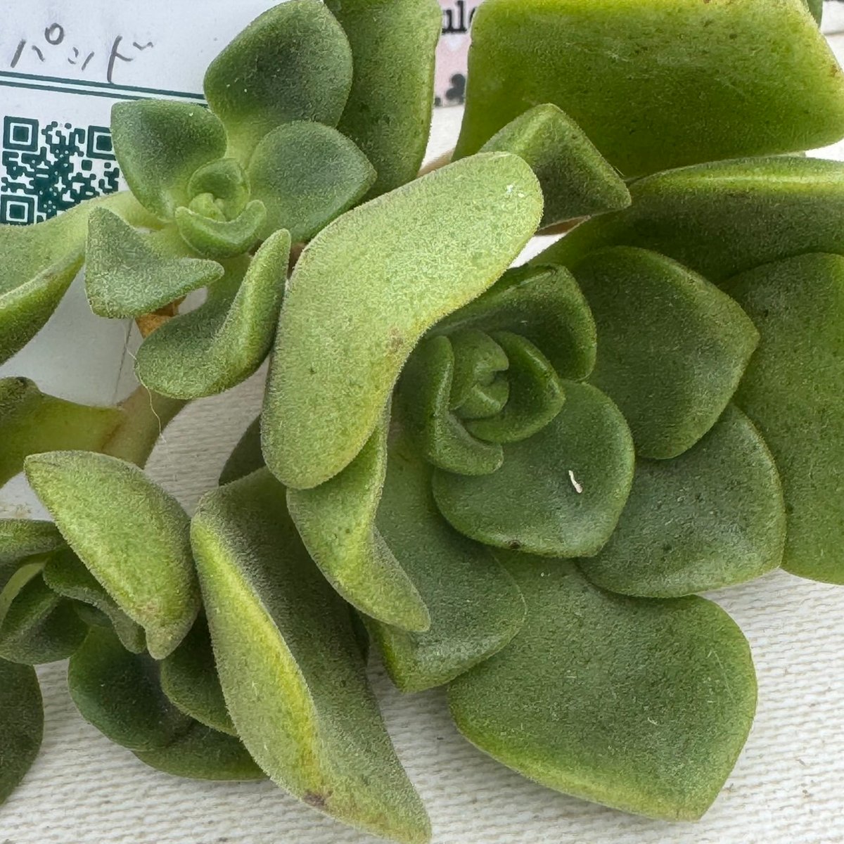 多肉植物 リエール苗 リリーパッド | BooTA29♡Succulent
