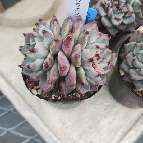 多肉植物　韓国苗　エケベリア　サクラエンディング