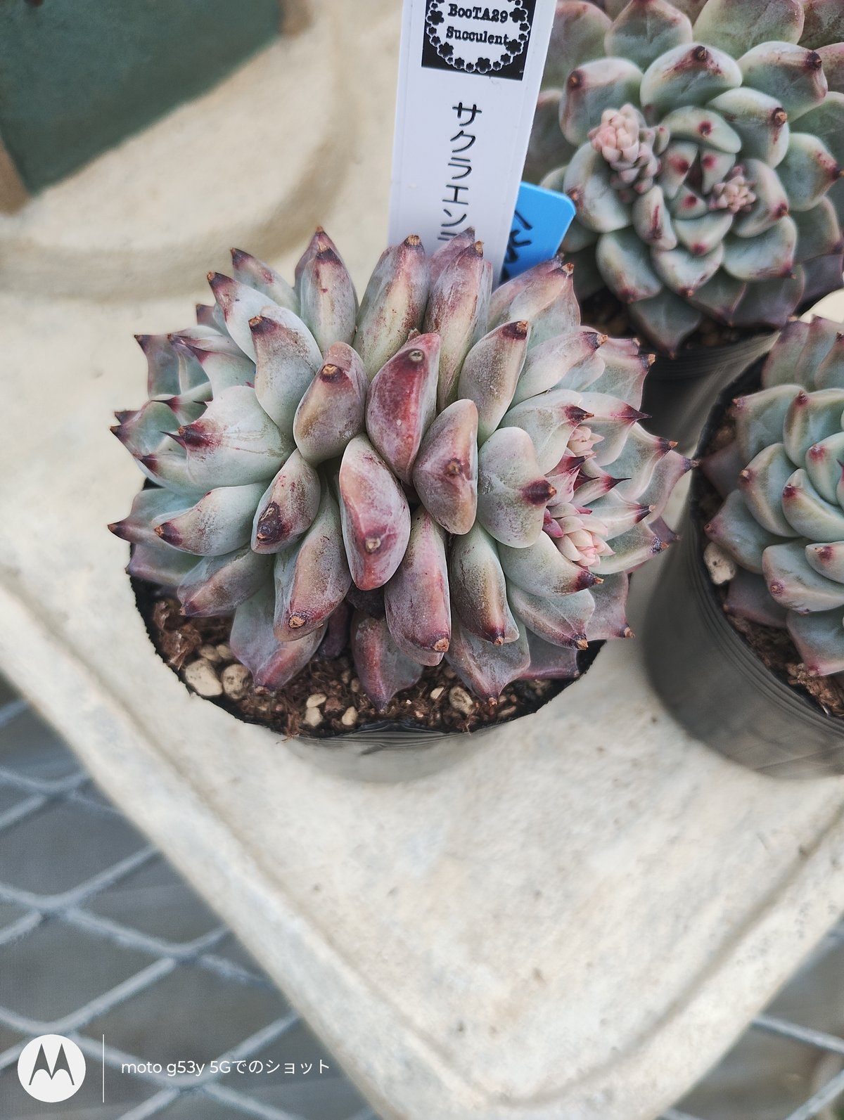 多肉植物 韓国苗 エケベリア サクラエンディング | BooTA29♡Succulent