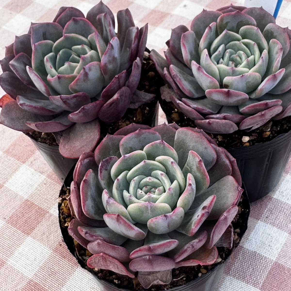 多肉植物 韓国苗 エケベリア ピンクベルベット | BooTA29♡Succulent