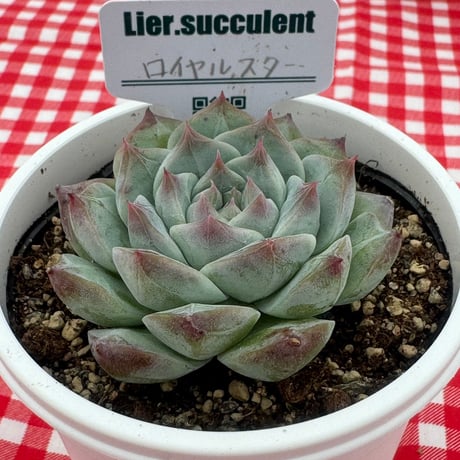 多肉植物  リエール苗  ロイヤルスター