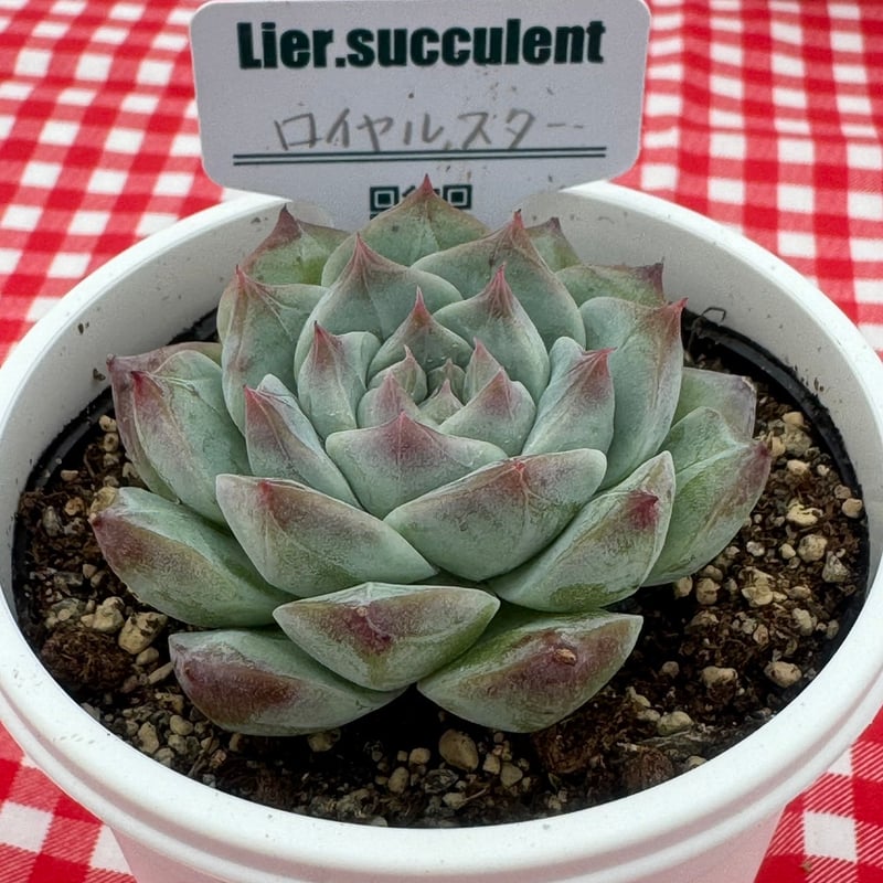 多肉植物 リエール苗 ロイヤルスター | BooTA29♡Succulent
