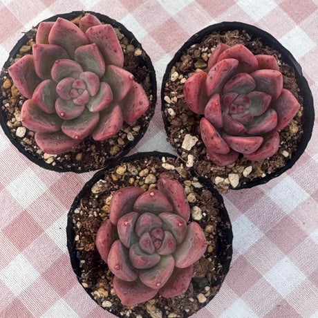 多肉植物　韓国苗　エケベリア　ルナリア