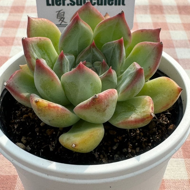 多肉植物 リエール苗 夏の花 | BooTA29♡Succulent