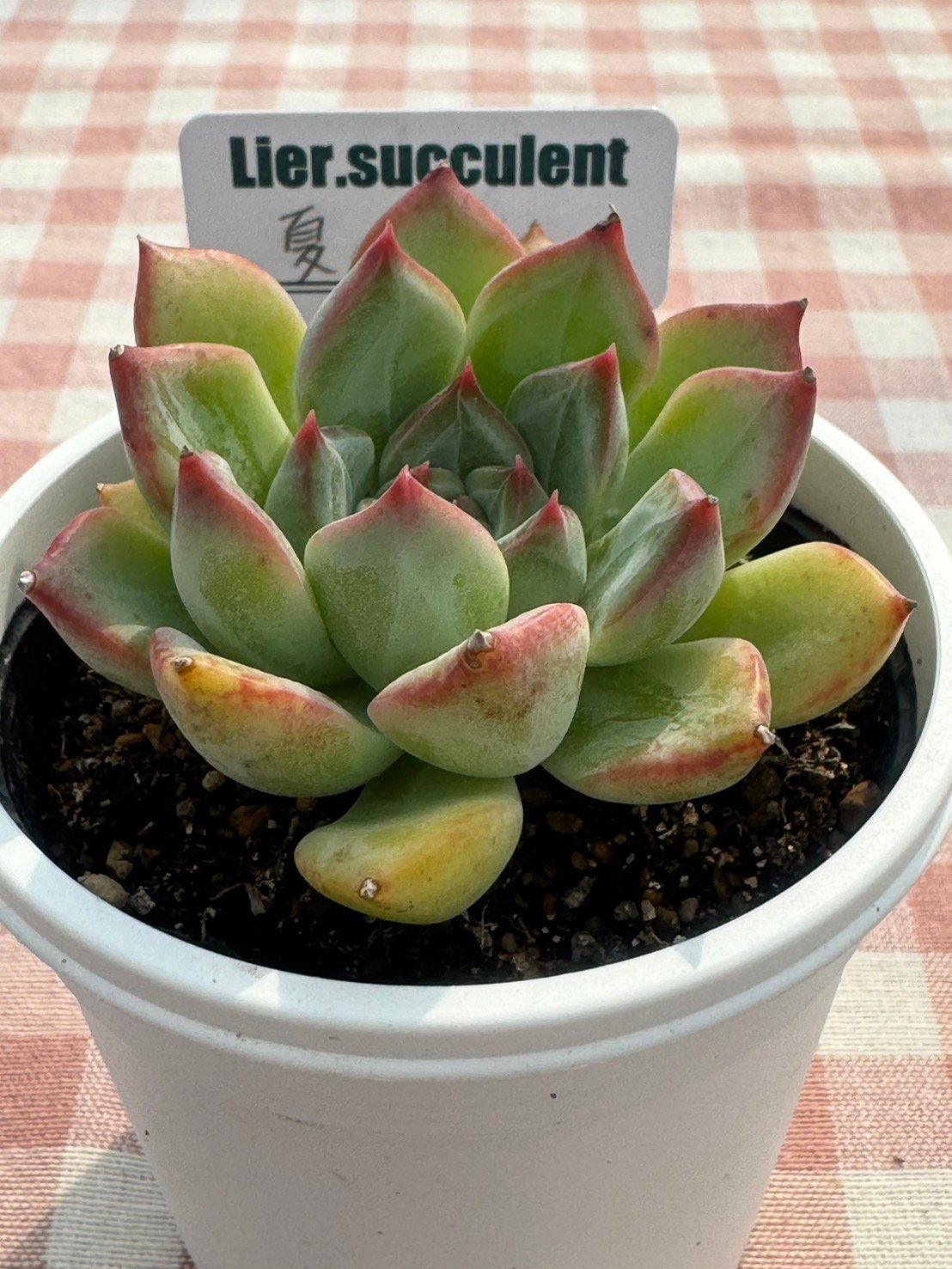 多肉植物 リエール苗 夏の花 | BooTA29♡Succulent