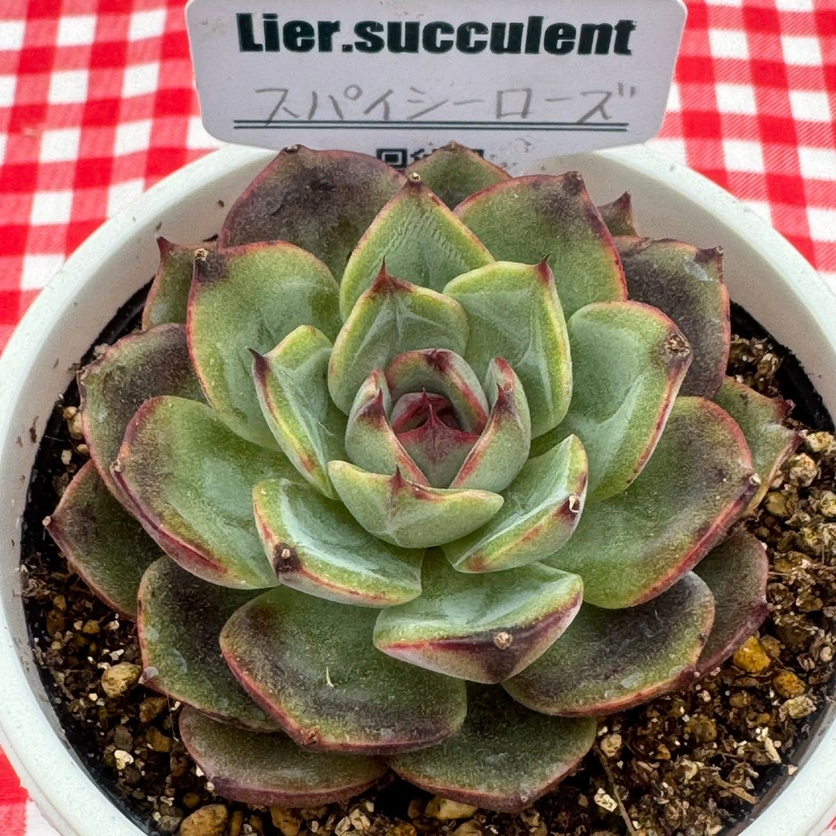 売却済み　　多肉植物 リエール苗　サンダーローズ 多肉植物 リエール苗 スパイシーローズ | BooTA29♡Succulent