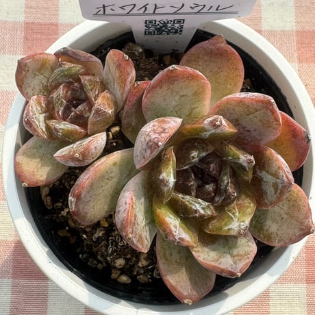 多肉植物  リエール苗  ホワイトソウル