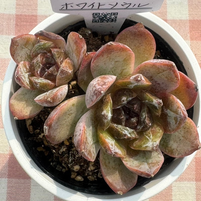 raulensisu 中(韓国苗) 韓国苗 | RuPo 多肉植物専門店