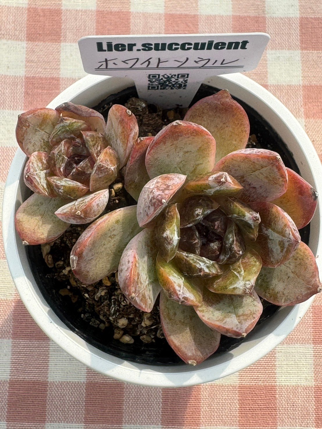 多肉植物 リエール苗 ホワイトソウル | BooTA29♡Succulent