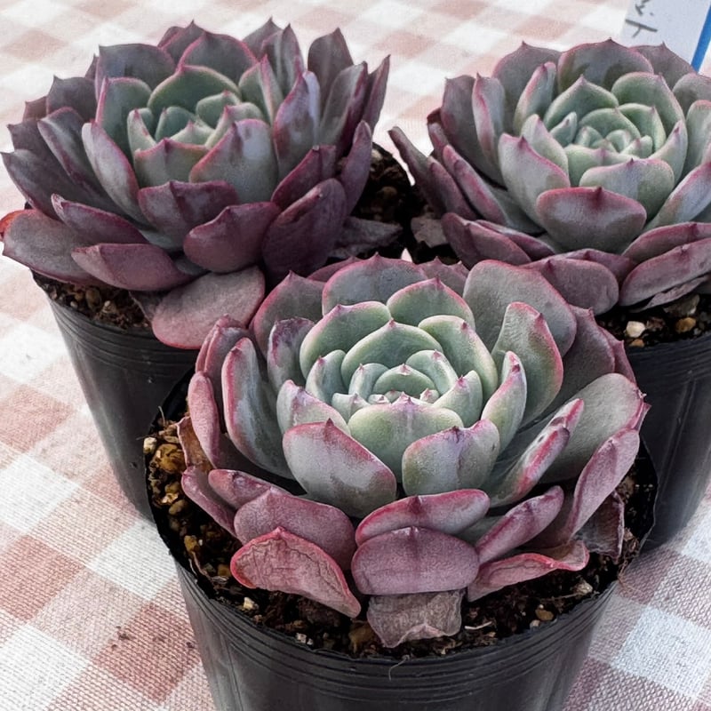 多肉植物 韓国苗 エケベリア ピンクベルベット | BooTA29♡Succulent