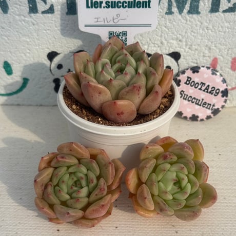 CATEGORY 多肉植物 | BooTA29♡Succulent CATEGORY 多肉植物 | BooTA29♡Succulent
