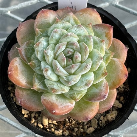 多肉植物　韓国苗　抜き苗　パープルビューティー