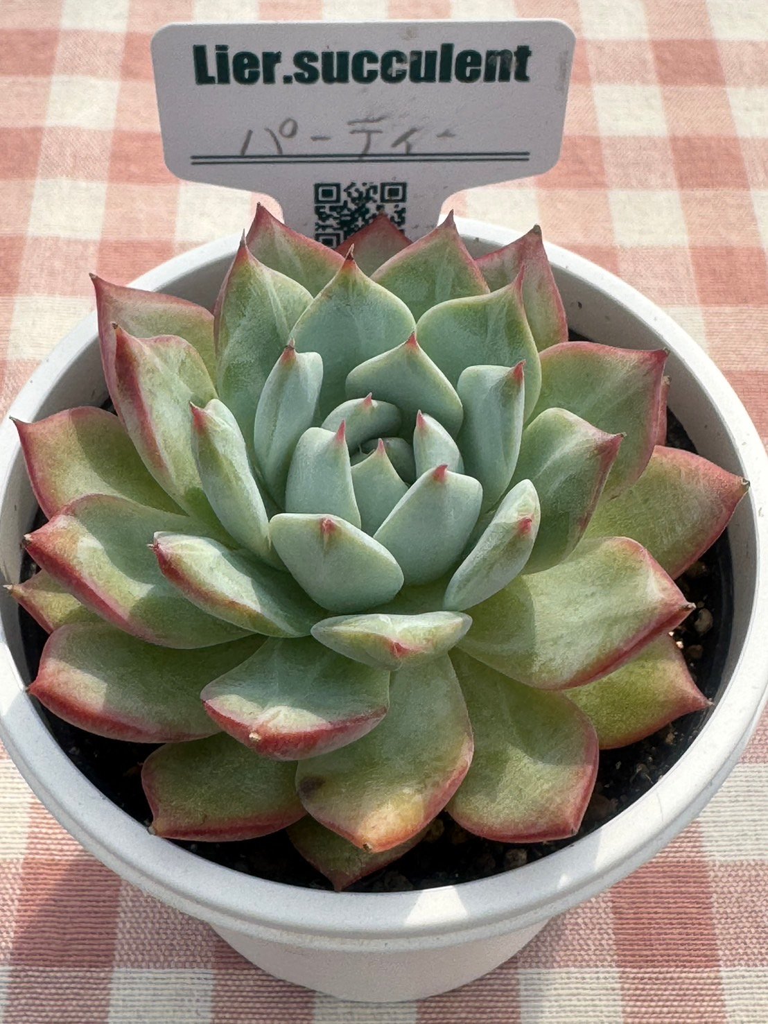 多肉植物 バブルキャンディ リエール苗 ♦️ヒルトップ♦️ Lier リエール苗／多肉植物