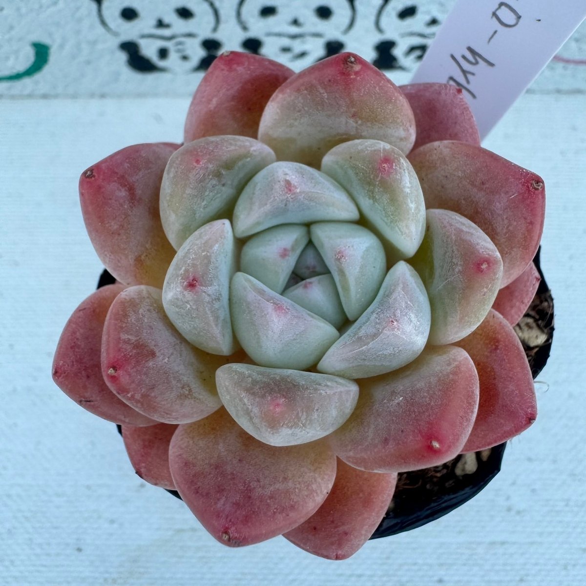 多肉植物 韓国苗 シィックモンローhyb | BooTA29♡Succulent