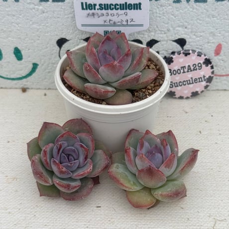 多肉植物　リエール苗　メキシココロラータ×ヒューミリス