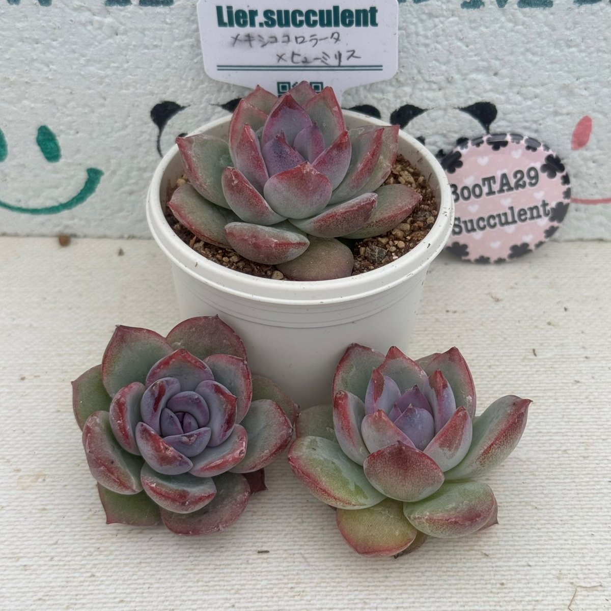 多肉植物 リエール苗 メキシココロラータ×ヒューミリス | BooTA29