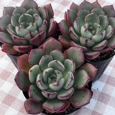多肉植物　韓国苗　エケベリア　アベニュー