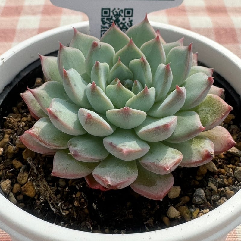 E.マリア 韓国苗 リエール苗 多肉植物 Lier.succulent 多肉植物 ☘️ リエールさん苗 Eマリア 抜き苗 札付き - メルカリ