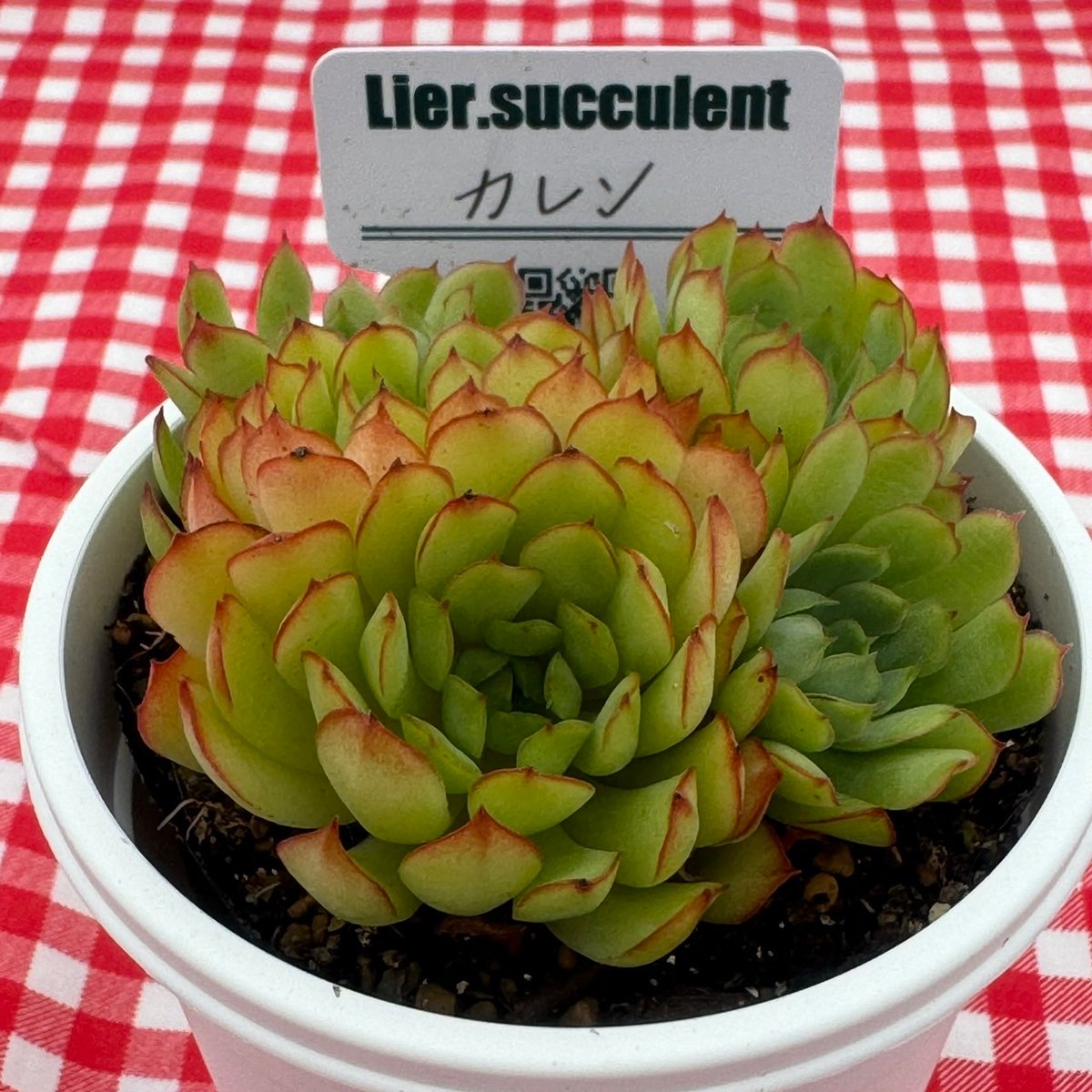 多肉植物 リエール苗 カレン | BooTA29♡Succulent
