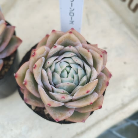 多肉植物　韓国苗　エケベリア　グリーンローズ