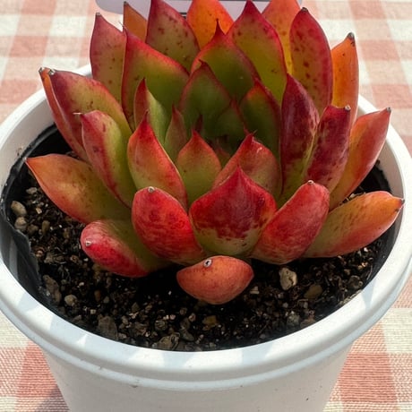 多肉植物  リエール苗  チェリーローズ