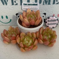多肉植物　リエール苗　千代田松×ブラッディマリア