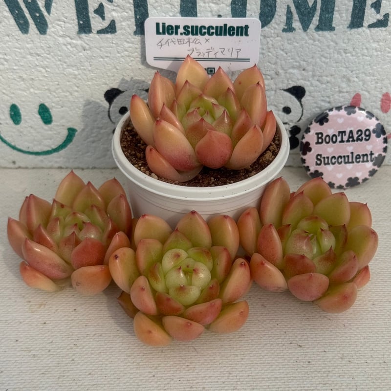 多肉植物 リエール苗 千代田松×ブラッディマリア | BooTA29♡Succulent