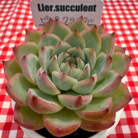 多肉植物　リエール苗　ピンククリスタル
