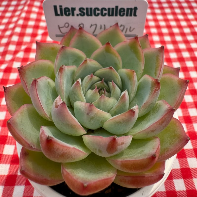 多肉植物 リエール苗 ピンククリスタル | BooTA29♡Succulent