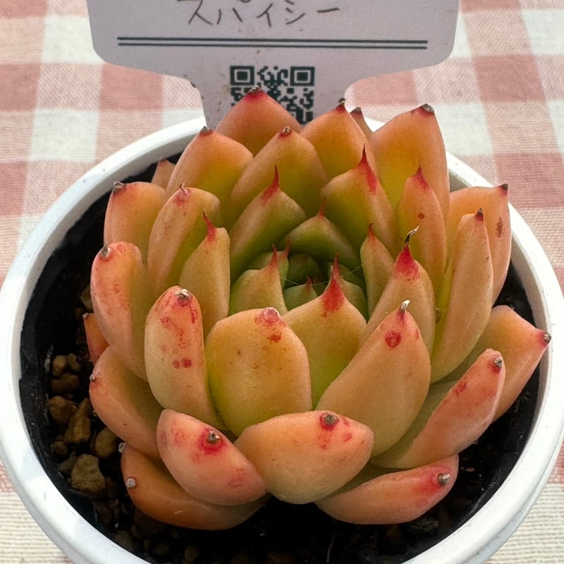 多肉植物 リエール苗 スパイシー | BooTA29♡Succulent