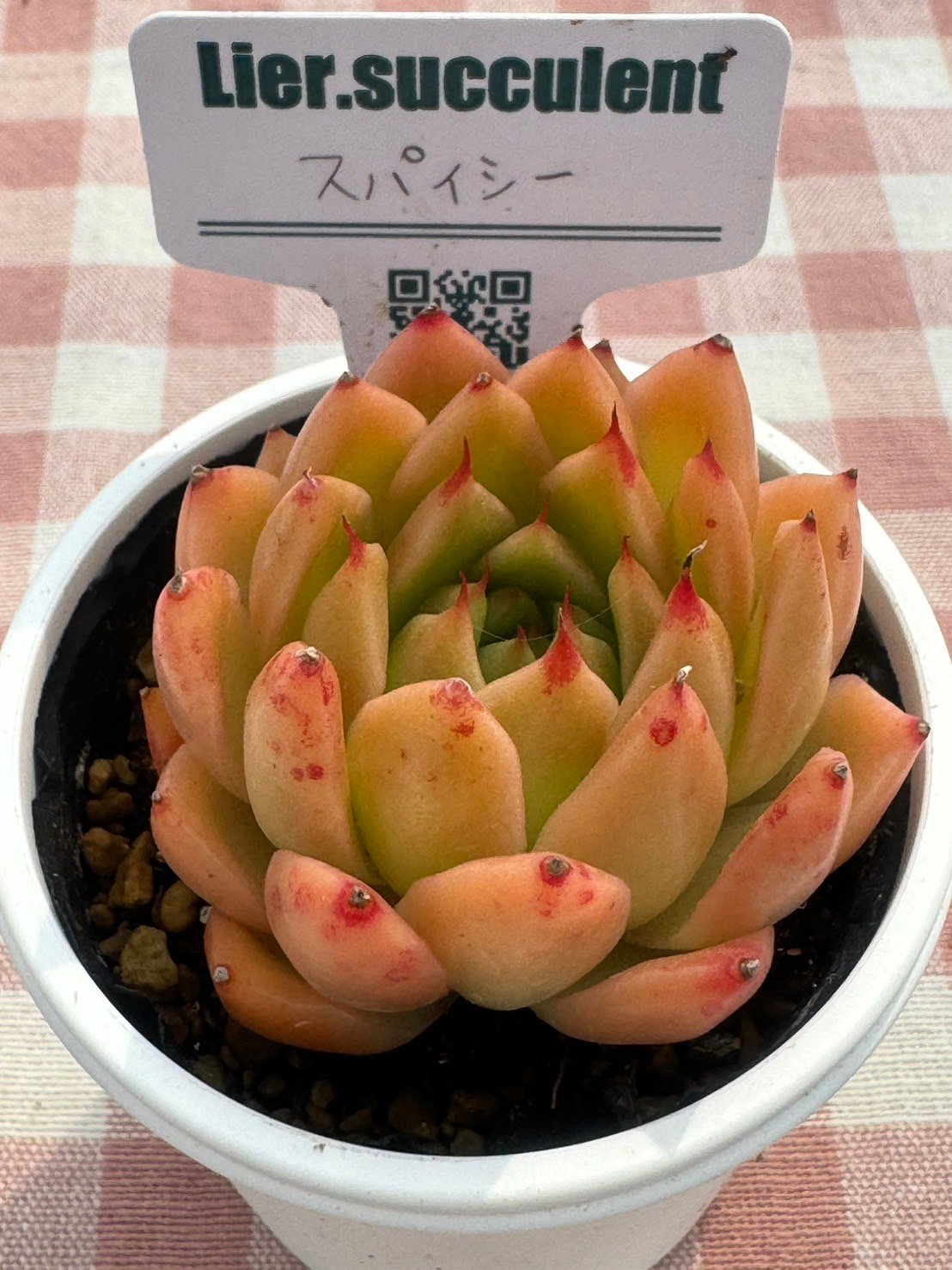 多肉植物 リエール苗 スパイシー | BooTA29♡Succulent