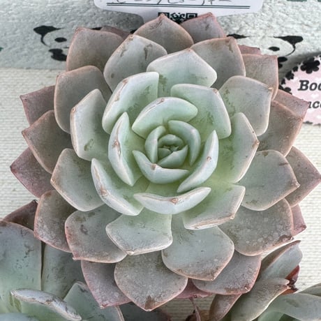 多肉植物　リエール苗　モーニングビューティー