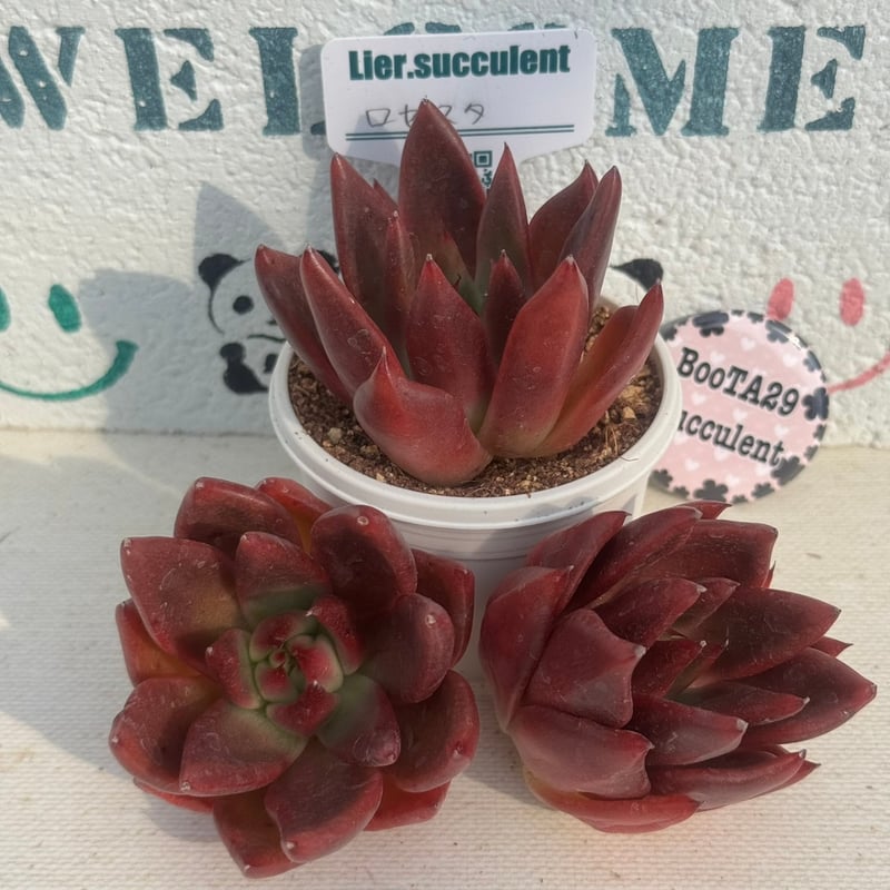 売却済み　　多肉植物 リエール苗　サンダーローズ 売却済み 多肉植物 リエール苗 サンダーローズ