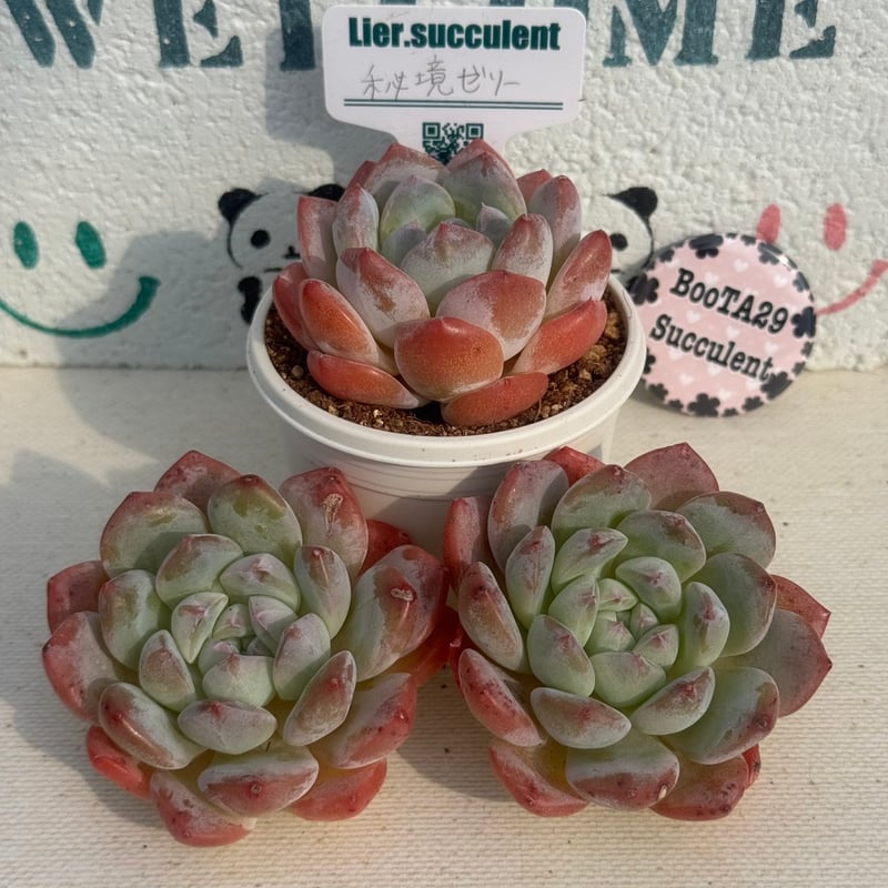 E.マリア 韓国苗 リエール苗 多肉植物 Lier.succulent 多肉植物 リエール苗 エルピー | BooTA29♡Succulent
