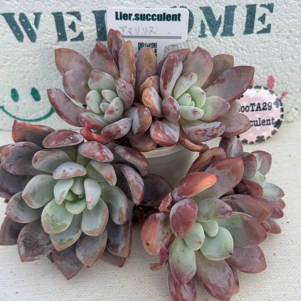 多肉植物 リエール苗 アマリリス | BooTA29♡Succulent