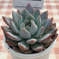 多肉植物 韓国苗 ベビーフィンガー | BooTA29♡Succulent 多肉植物 韓国苗 ベビーフィンガー | BooTA29♡Succulent