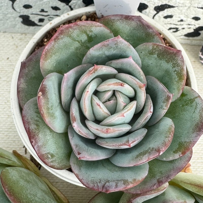 多肉植物　韓国苗　リファー 多肉植物 フェロモン 【チャンフィー苗】 韓国苗 - メルカリ