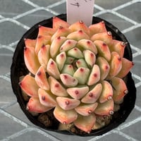 多肉植物 韓国苗 抜き苗 フロリディティール | BooTA29♡Succulent
