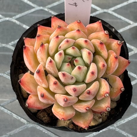 多肉植物　韓国苗　抜き苗　オリジナルザラゴーサ