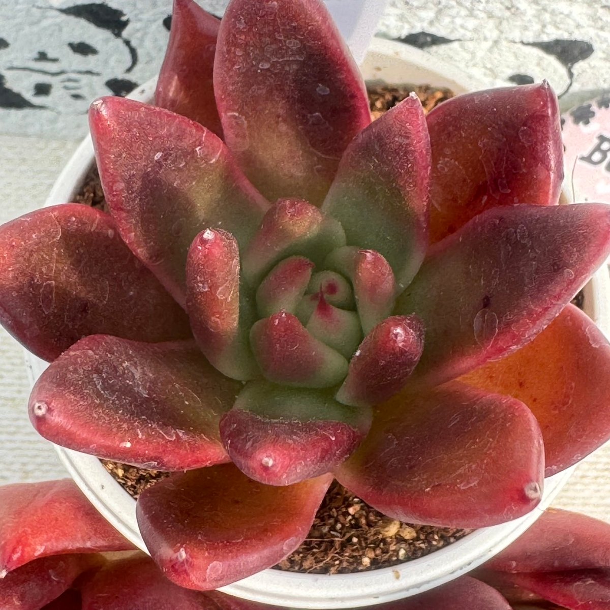 多肉植物 リエール苗 ロゼスタ | BooTA29♡Succulent