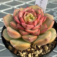 多肉植物 韓国苗 抜き苗 シックモンロー | BooTA29♡Succulent